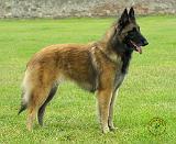 Belgian Shepherd 9Y024D-008